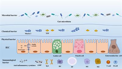 Repairing gut barrier by traditional Chinese medicine: roles of gut microbiota